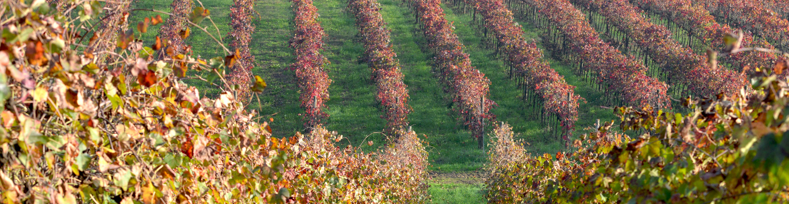 Consorzio Tutela Lambrusco